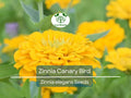 Zinnia Canary Bird Double Blooms Seeds - Non-GMO, Vibrant Yellow Flowers, Butterfly & Pollinator Attractant, Easy to Grow, Long-Lasting Cut Flowers