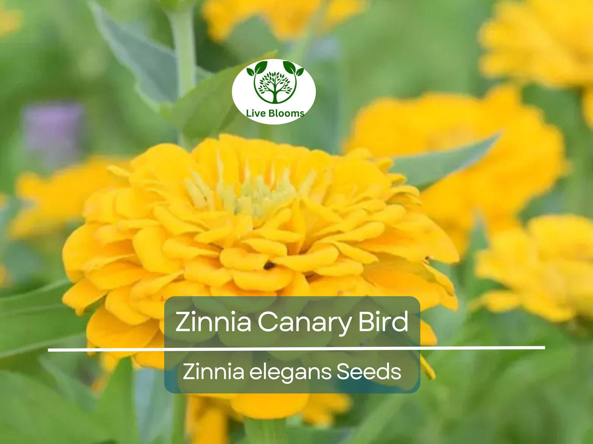 Zinnia Canary Bird Double Blooms Seeds - Non-GMO, Vibrant Yellow Flowers, Butterfly & Pollinator Attractant, Easy to Grow, Long-Lasting Cut Flowers