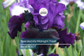 Bearded Iris Bare Root Plant - Midnight Treat Purple & Black Ruffled Blooms, Deer-Resistant, USDA Zones 4-9