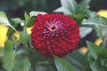 Benary Giant Wine Zinnia Seeds – 100+ Deep Burgundy Flowers for Cut Gardens, Pollinator-Friendly, Full Sun, Zinnia elegans