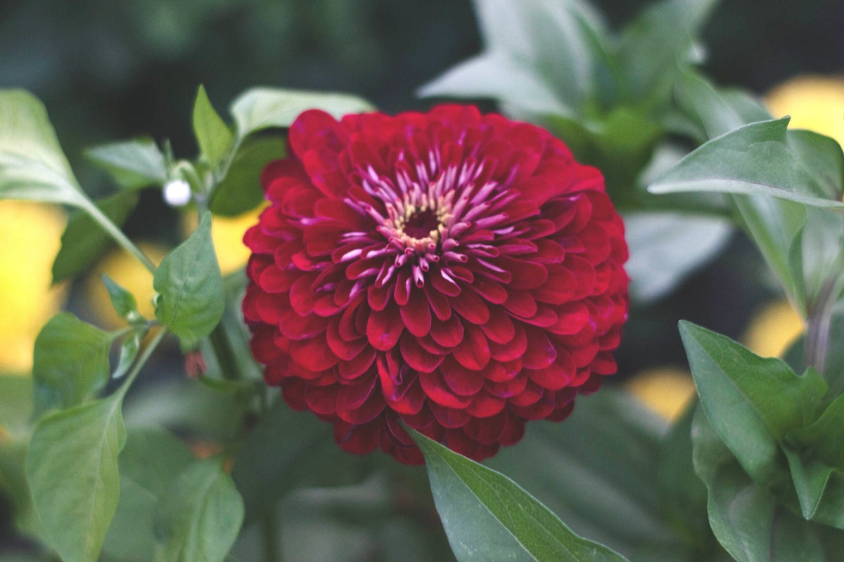 Benary Giant Wine Zinnia Seeds – 100+ Deep Burgundy Flowers for Cut Gardens, Pollinator-Friendly, Full Sun, Zinnia elegans