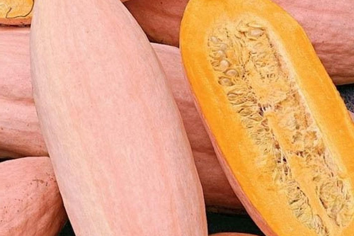 Pink Banana Squash Seeds - 20 Seeds, Giant Fall & Winter Vegetable, Cucurbita maxima