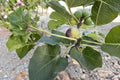 Unrooted Fig Tree Cuttings - Del Sen Jaume Gran Ficus carica, Large Fruit, Yellow-Green Skin, Red Flesh