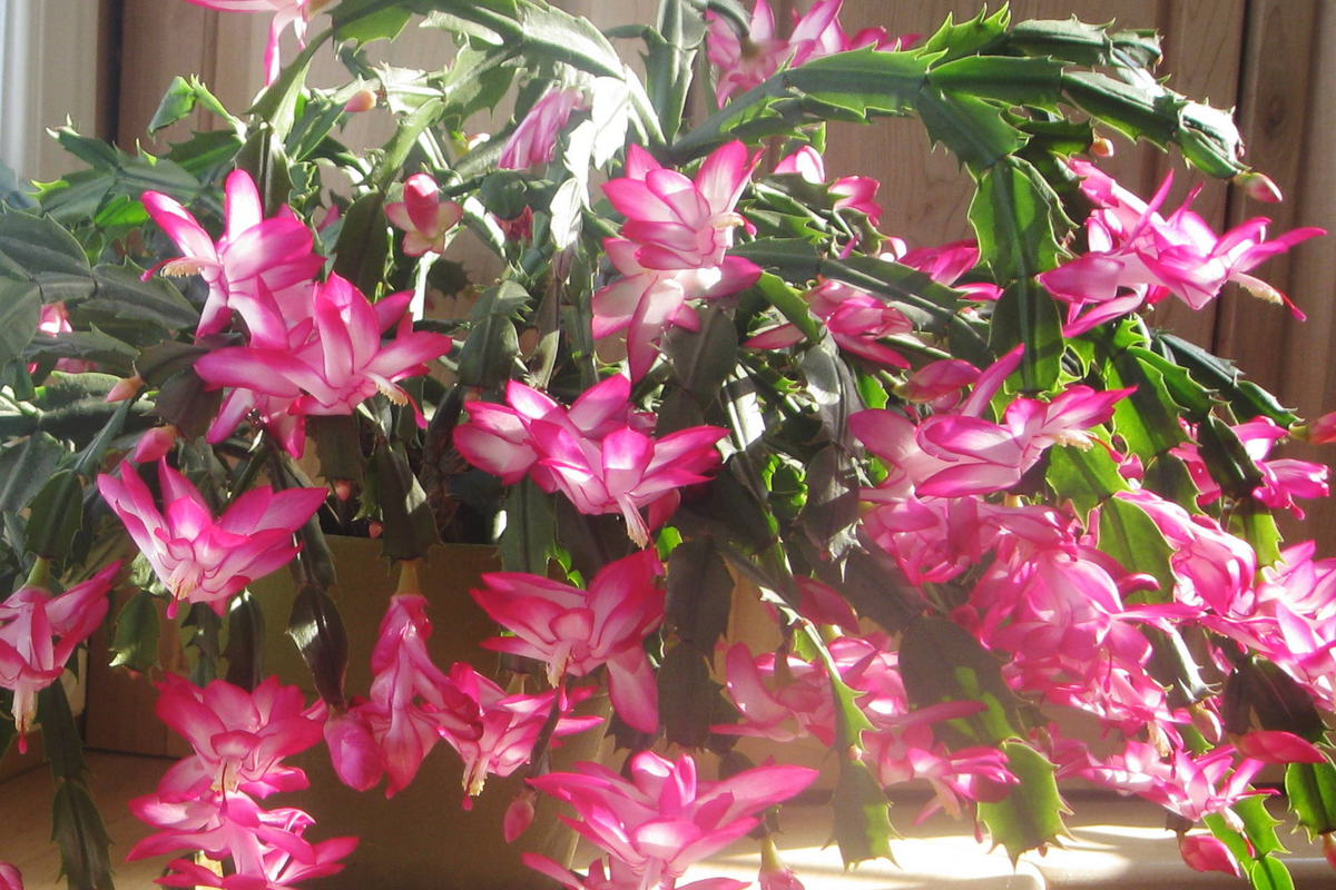 Christmas Cactus Stem Cuttings - 3 Colors Schlumbergera spp. Easy to Root Indoor Outdoor Plant Propagation