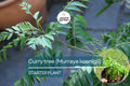 Curry Tree Live Plant 1’-2’ Murraya koenigii Culinary Herb for Indoors & Gardens