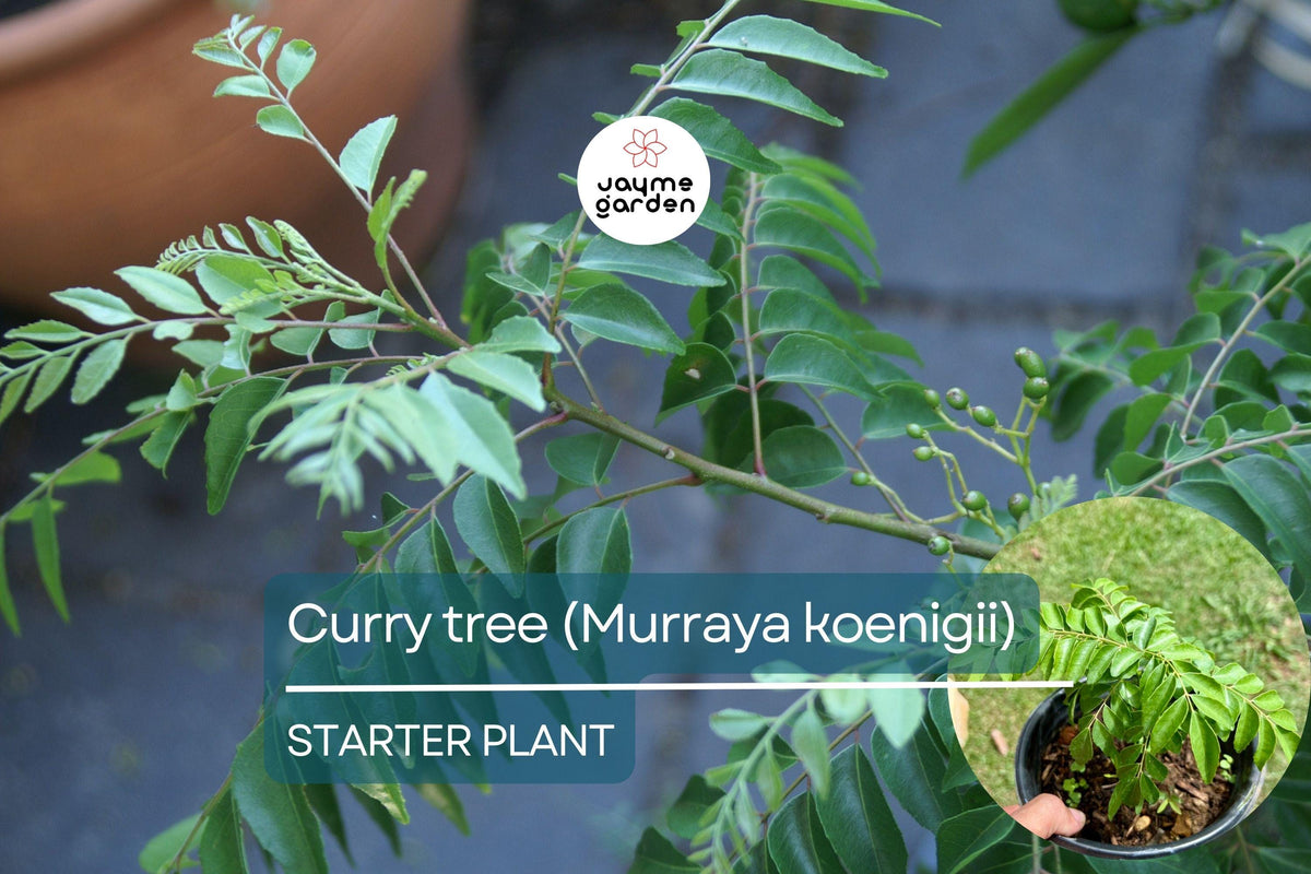 Curry Tree Live Plant 1’-2’ Murraya koenigii Culinary Herb for Indoors & Gardens