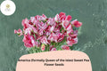Sweet Pea Seeds 50+ | Fragrant Climbing Annual Flower | Lathyrus odoratus | Multi-colored Blooms