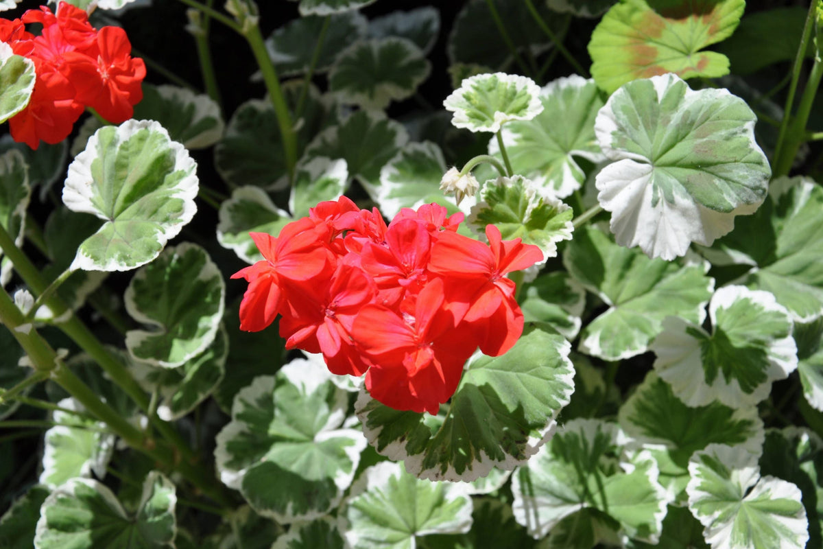 Wilhelm Langguth Zonal Geranium Seeds – Vibrant Red Blooms, Container & Garden Planting, Pelargonium × hortorum, Easy Grow Annual