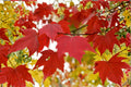 Acer rubrum Seeds, Northern Red Maple, Fall Foliage, Shade Tree, Ornamental, Native North America, 10 Seeds