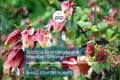 Justicia brandegeeana Mexican Shrimp Plant Starter - Red Maroon Bracts, Tropical Evergreen Shrub for Gardens & Containers