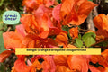 Bengal Orange Variegated Bougainvillea Live Rooted Starter Plug Plant Tropical Flowering Vine for Trellis, Fence, Containers
