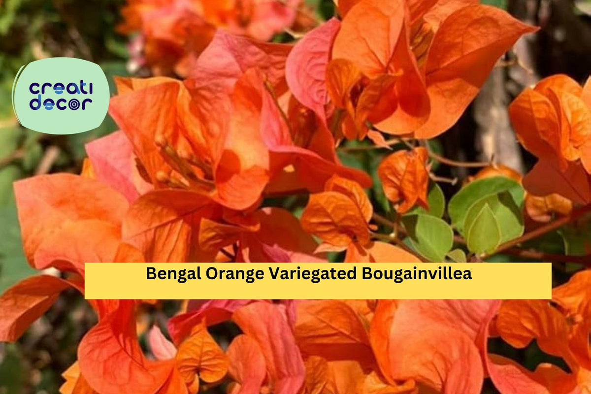 Bengal Orange Variegated Bougainvillea Live Rooted Starter Plug Plant Tropical Flowering Vine for Trellis, Fence, Containers