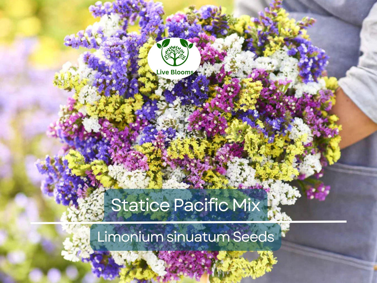Statice Pacific Mix Seeds - Non-GMO, Dried Flower Arrangements, Cut Flowers, Vibrant Blooms, Easy to Grow, Limonium sinuatum
