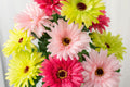 White & Pink Gerbera Daisy Seeds - 200+ Flower Seeds for Large Blooms, Pollinator-Friendly, Cut Flower Garden, Gerbera jamesonii