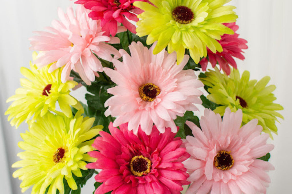 White & Pink Gerbera Daisy Seeds - 200+ Flower Seeds for Large Blooms, Pollinator-Friendly, Cut Flower Garden, Gerbera jamesonii