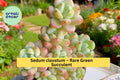 Sedum Clavatum Succulent Plant – 3.5" Rosette Green Indoor or Outdoor Starter, Rare Drought-Tolerant Succulent