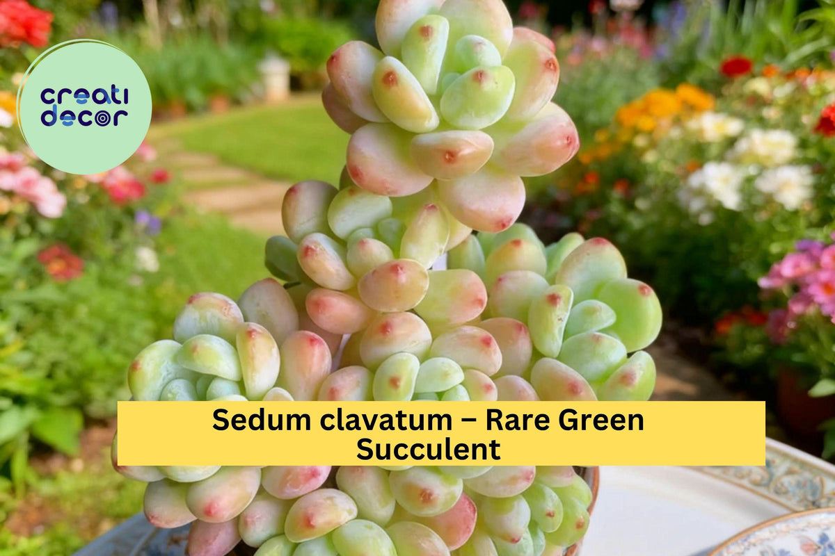 Sedum Clavatum Succulent Plant – 3.5" Rosette Green Indoor or Outdoor Starter, Rare Drought-Tolerant Succulent