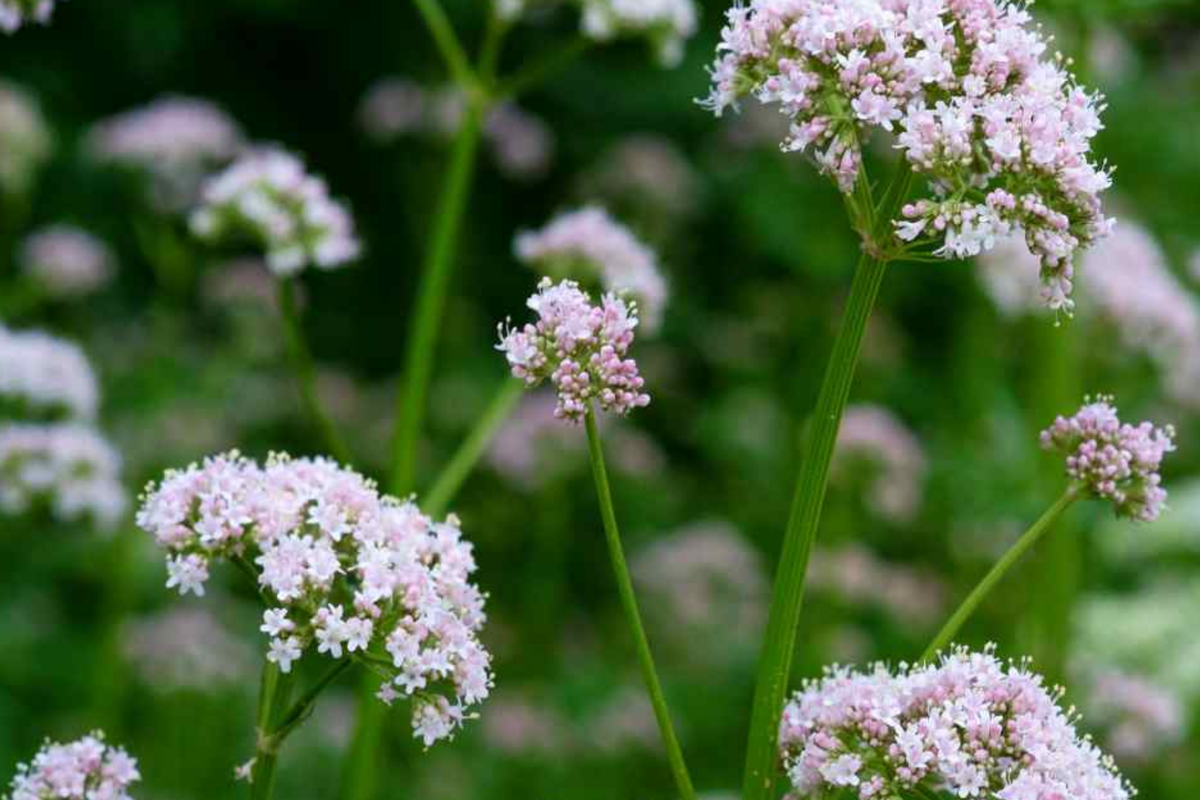Society Garlic Seeds - 15 Pack, Tulbaghia Violacea, Purple Perennial Herb for Garden & Kitchen, USDA Zones 7-11
