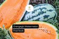 Orangeglo Watermelon Seeds - Citrullus Lanatus, Sweet Orange Flesh, Heirloom, Sprawling Vine, 10 Seeds