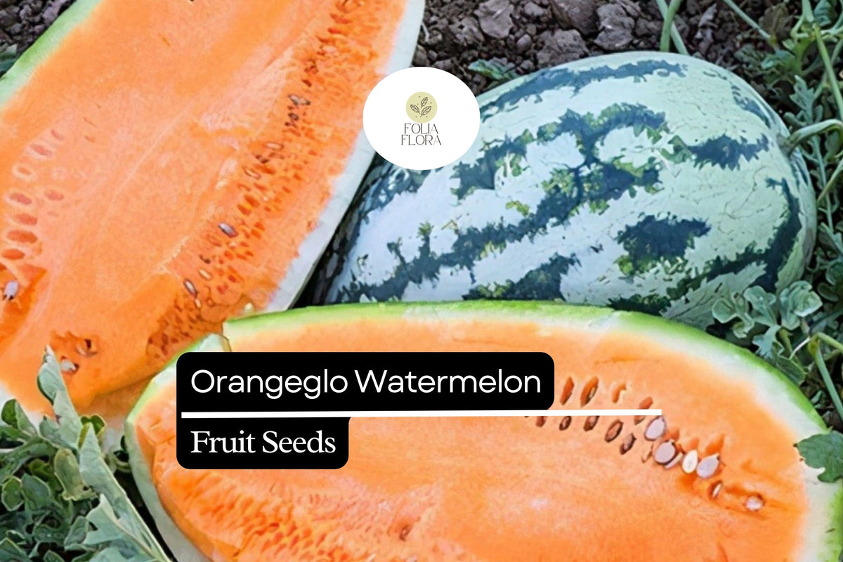Orangeglo Watermelon Seeds - Citrullus Lanatus, Sweet Orange Flesh, Heirloom, Sprawling Vine, 10 Seeds