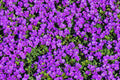 Purple Rock Cress Seeds - Aubrieta deltoidea Perennial Groundcover Seeds for Borders & Rock Gardens - 200+ Seeds