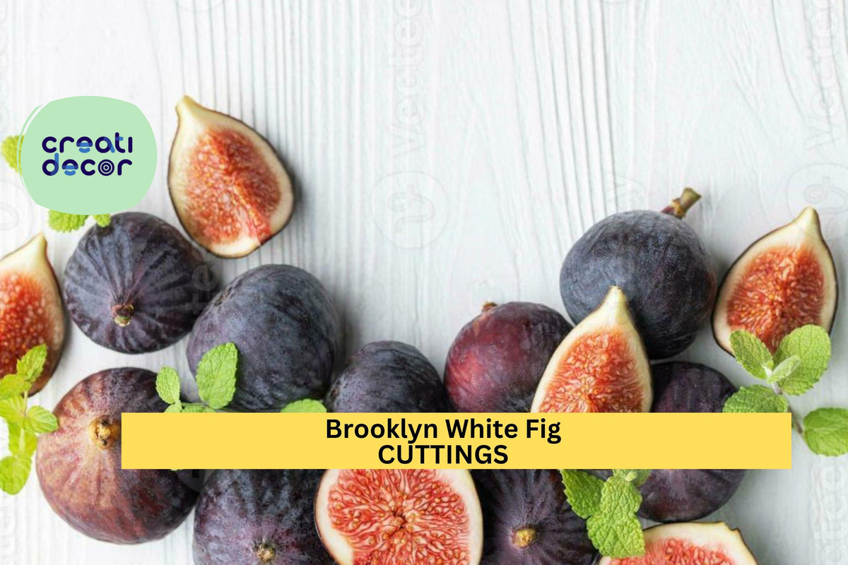 Brooklyn White Fig Tree Cuttings (2) + Willow Water | Rare Heirloom Ficus carica Propagation & Grafting