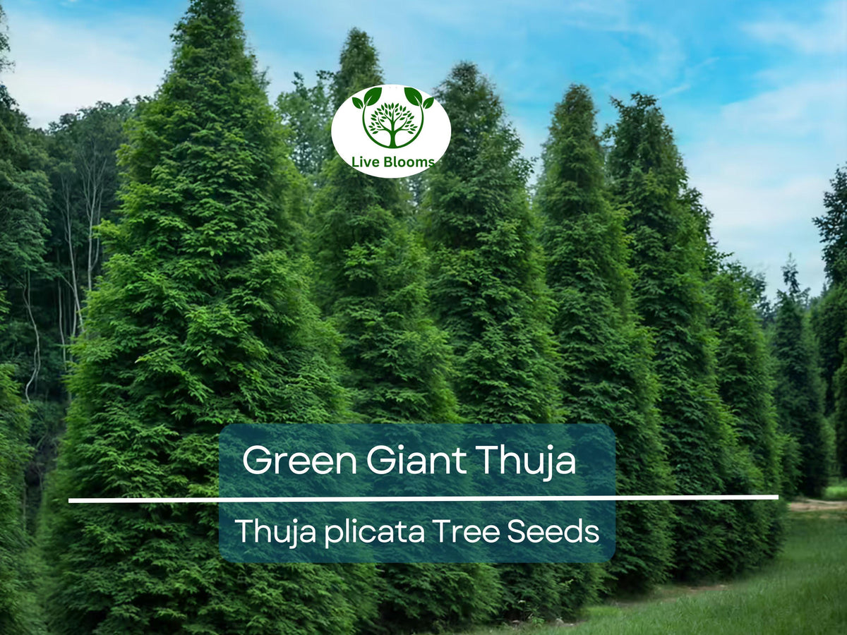 Green Giant Thuja Seeds | Fast-Growing Evergreen Privacy Hedge | Thuja plicata Landscaping Tree for Screening
