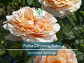 Polka Climbing Rose Cuttings, Apricot Blooming Rose, Unrooted Live Plant, Garden Trellis, Organic Rose Propagation