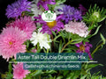 Aster Seeds Tall Double Gremlin Mix Non-GMO for Cut Flowers, Perennial, Vibrant Blooms, Aster novi-belgii, 20 Seeds