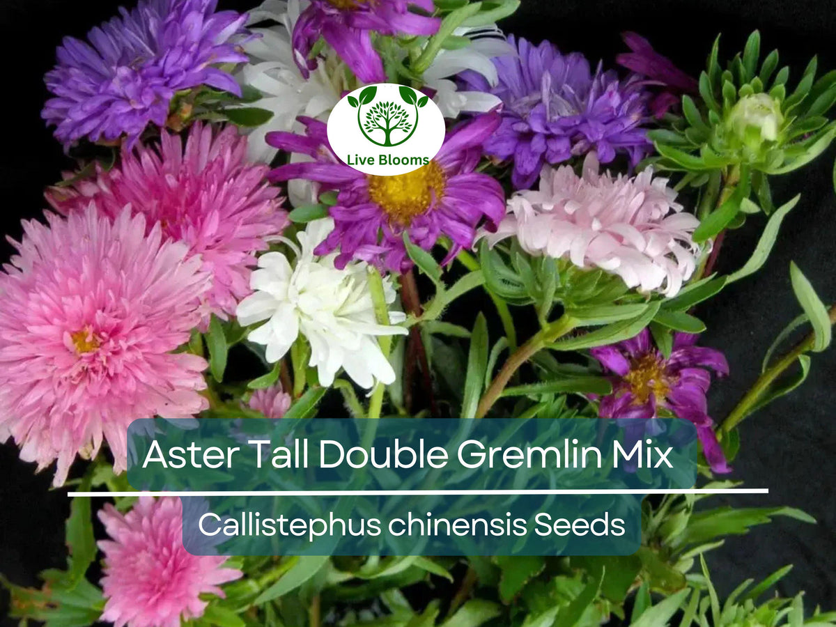 Aster Seeds Tall Double Gremlin Mix Non-GMO for Cut Flowers, Perennial, Vibrant Blooms, Aster novi-belgii, 20 Seeds