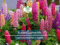 Russell Lupine Seeds Mixed Colors – Perennial Flower Seeds for Pollinators, Non-GMO, Easy to Grow, Vibrant Blooms, Lupinus polyphyllus