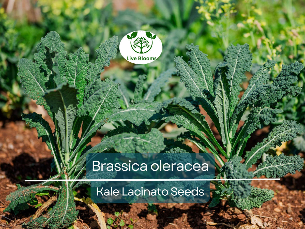 250 Kale Lacinato Seeds – Organic Brassica oleracea, Dinosaur Kale, Tuscan Kale, Nutritious Greens for Cooking & Smoothies