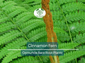 3 Cinnamon Fern Plants Bare Root Osmunda Cinnamomea Native Shade Perennial for Woodland & Moist Gardens