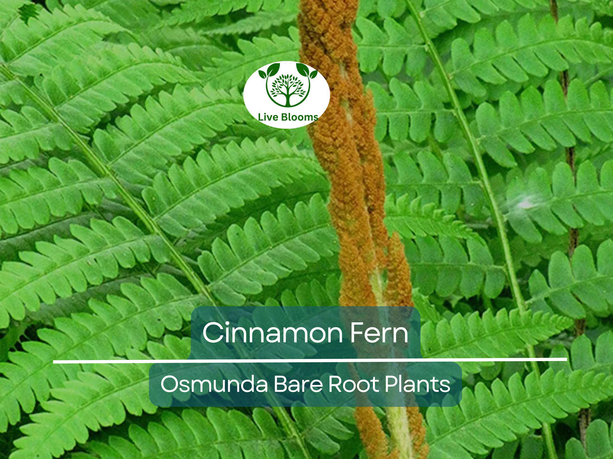 3 Cinnamon Fern Plants Bare Root Osmunda Cinnamomea Native Shade Perennial for Woodland & Moist Gardens