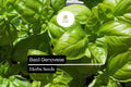 Basil Genovese Seeds | Heirloom Non-GMO Italian Herb | Aromatic, Flavorful | Ocimum basilicum | 4000 Seeds