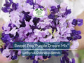 Sweet Pea Seeds Purple Dream Mix, Fragrant Climbing Vine, Non-GMO Lathyrus odoratus, Colorful Garden Flowers