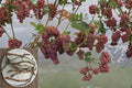 Somerset Seedless Grape Cuttings – Cold Hardy Vitis Vine for Home Vineyard & Garden Trellises