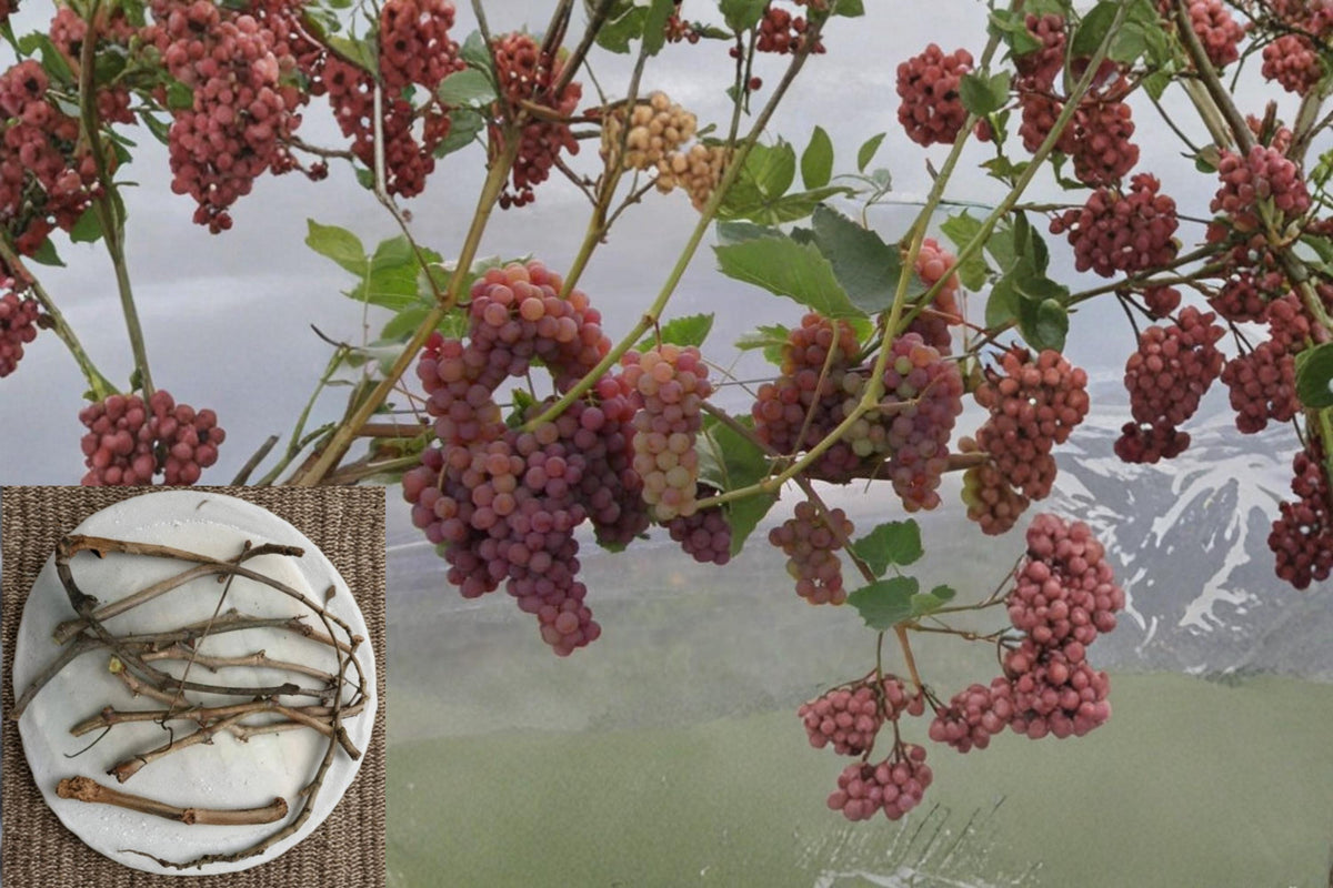 Somerset Seedless Grape Cuttings – Cold Hardy Vitis Vine for Home Vineyard & Garden Trellises
