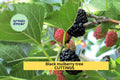 Black Mulberry Shangri-La Cuttings (10) | Organic Morus nigra 'Shangri-La' for Rooting & Grafting | Zone 6+ Hardy