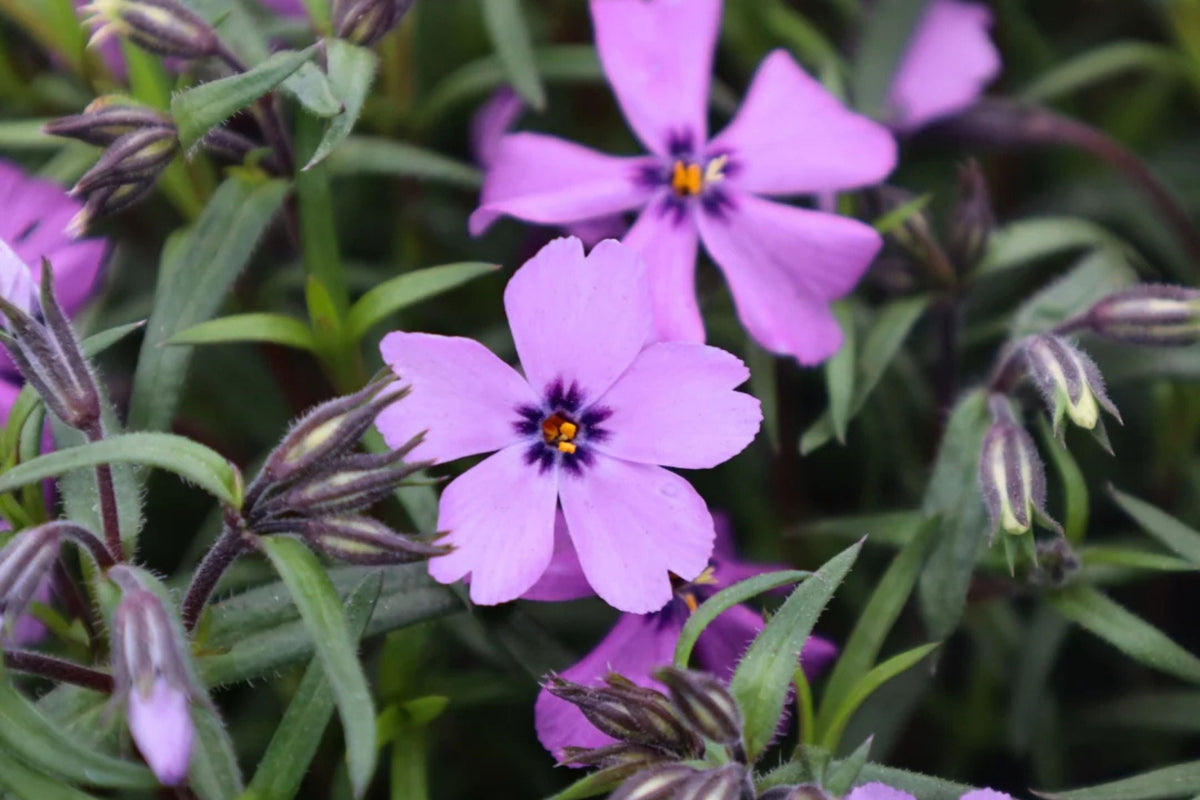 Purple Moss Phlox Seeds - Ground Cover Perennial, Purple Flowers, Phlox subulata, Non-GMO, Pollinator-Friendly, USDA Zones 3-9