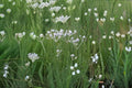 Rattlesnake Master Seeds – Eryngium yuccifolium Native Prairie Perennial with Spiky Blooms, Drought Tolerant, Pollinator-Friendly, 100 Seeds