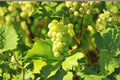 Thompson Grape Cuttings 8 Unrooted Vitis vinifera Seedless Green Grape Vine for Garden, Vineyard