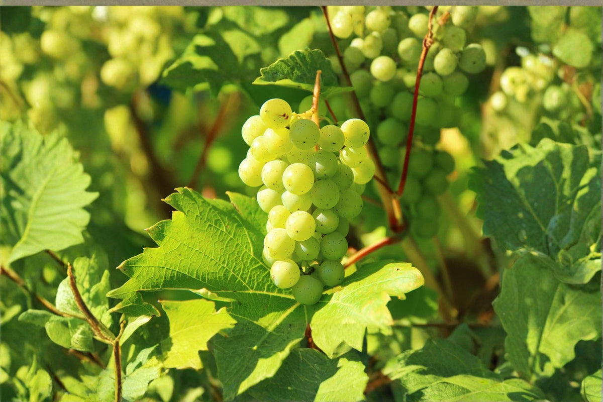 Thompson Grape Cuttings 8 Unrooted Vitis vinifera Seedless Green Grape Vine for Garden, Vineyard