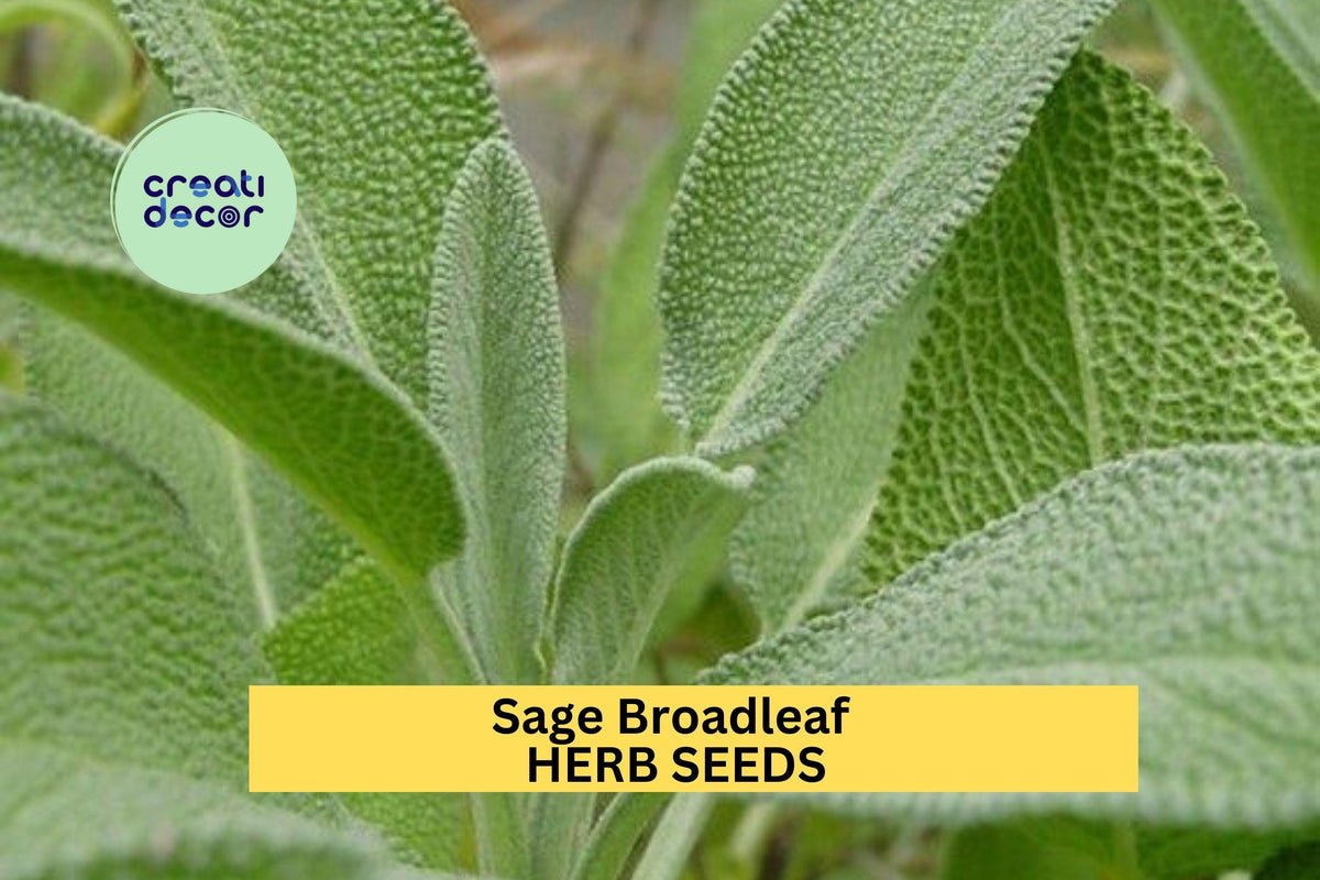 3pcs Sage Broadleaf Seeds – Culinary Herb Salvia officinalis for Garden, Containers, Herb Gardens