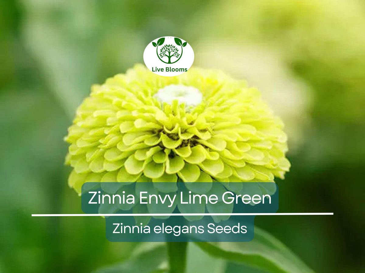 Zinnia Envy Elegans Seeds – Lime Green Flowers, Rare, Non-GMO, Pollinator-Friendly, Easy to Grow, Butterfly Attracting Garden Blooms