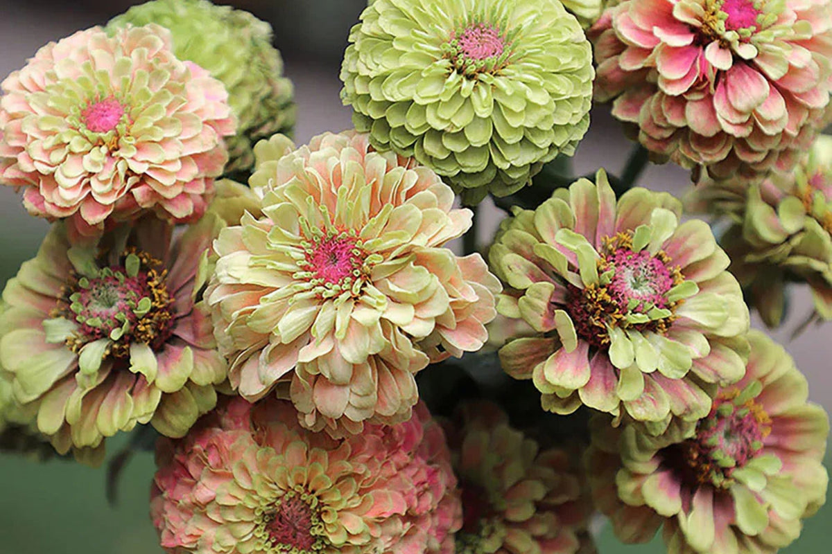 Queen Lime Blush Zinnia Seeds – Vibrant Garden Flower, Zinnia elegans, Full Sun, Butterfly Attracting, USA Grown, 100+ Seeds