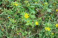 Bearded Beggarticks Seeds – Bidens polylepis Native Wildflower, Pollinator-Friendly, Bright Yellow Blooms, 30 Seeds