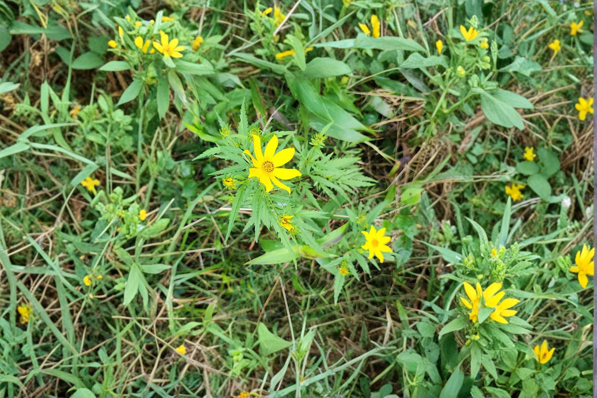 Bearded Beggarticks Seeds – Bidens polylepis Native Wildflower, Pollinator-Friendly, Bright Yellow Blooms, 30 Seeds