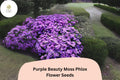 100+ Purple Beauty Moss Phlox Seeds for Garden Planting | Creeping Ground Cover | Phlox subulata | Perennial Flower Seeds