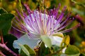 Caper Bush Seeds 20 PCS, Capparis Spinosa, Perennial Flowering Plant for Edible Berries & Condiments